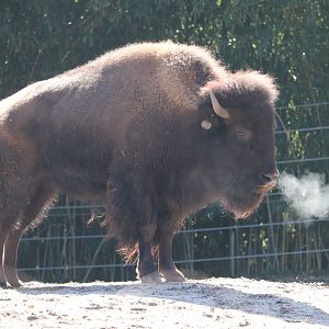 National Zoo - American Bison