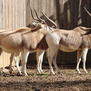 Cheetah Conservation Station - Addax