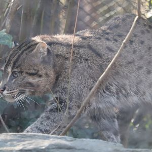 Asia Trail - Fishing Cat