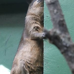 Small Mammal House - Rock Hyrax
