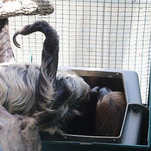 Small Mammal House - Linnaeus's Two-Toed Sloth