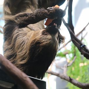 Small Mammal House - Linnaeus's Two-Toed Sloth