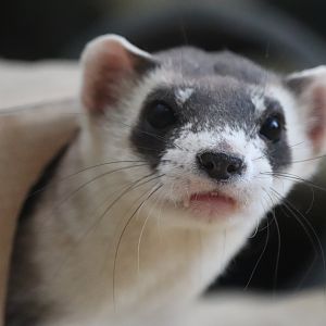 Small Mammal House - Black-Footed Ferret