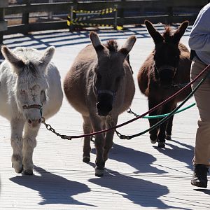 Kids Farm - Miniature Donkey