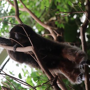 Amazonia - White-Eared titi Monkey - Henderson