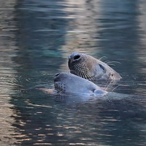 American Trail - Gray Seal