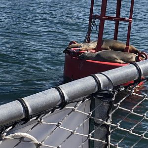 California sea lions 10-20-2021