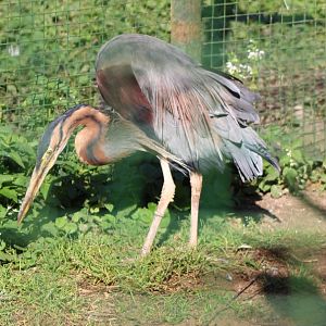Eastern purple heron