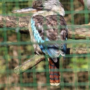 Blue-winged kookaburra