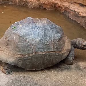 Aldabra giant tortoise