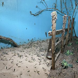 Desert Locus (Schistocerca gregaria) Enclosure