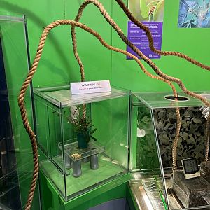 Leafcutter Ant (Atta cephalotes) Exhibit
