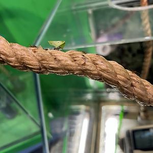 Leafcutter Ant (Atta cephalotes)