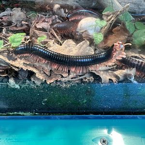 Mombassian Train Millipede (Epibolus pulchripes)