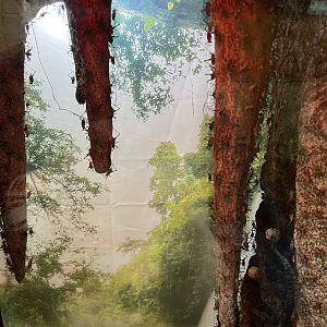 Cave Cricket (Phaeophilacris bredoides) Enclosure