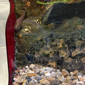 Medicinal Leech (Hirudo verbana)