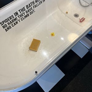 Giant House Spider (Eratigena duellica) Enclosure