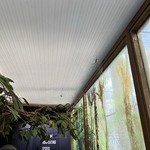 Spider Walkthrough 2