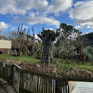 Western Lowland Gorilla (Gorilla gorilla gorilla) Enclosure