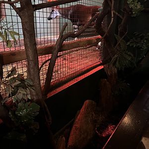 Okapi (Okapia johnstoni)