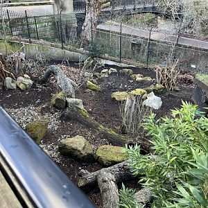 Common Warthog (Phacochoerus africanus)