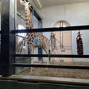 Giraffe (Giraffa camelopardalis)