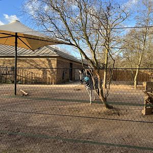 Plains Zebra (Equus quagga)