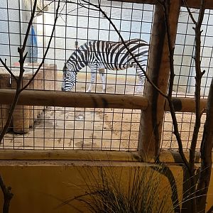 Plains Zebra (Equus quagga)