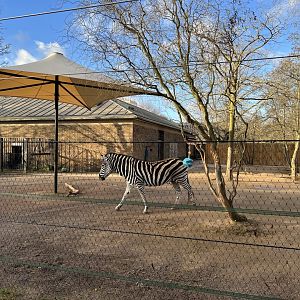 Plains Zebra (Equus quagga)