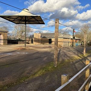 Giraffe (Giraffa camelopardalis) and Zebra (Equus quagga) Enclosure