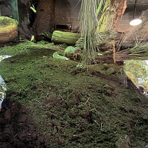 Bokiboky (Mungotictis decemlineata)