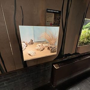 Karoo Round-Eared Sengi (Macroscelides proboscideus) Enclosure