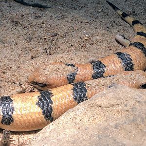 Peters's Banded Skink