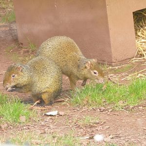 Azara's Agouti, Monkey Heights, February 2022