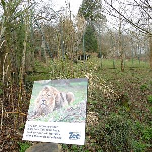 Asiatic lion, February 2022