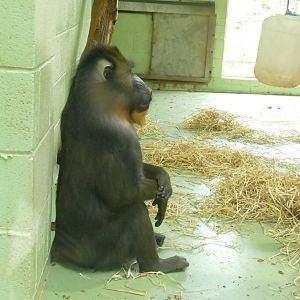 Mandrill, Jumanji. February 2022