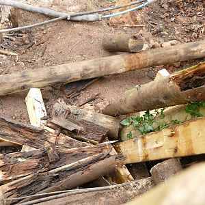 Boardwalk demolition, February 2022