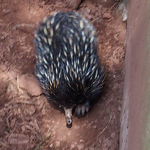 Bruce on the move - 2017