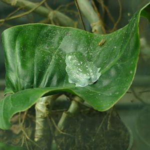 Leaf frog, Amphibian Ark, February 2022