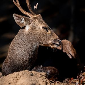 Calamian Deer