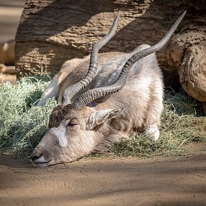 Addax