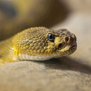 Mexican West Coast Rattlesnake