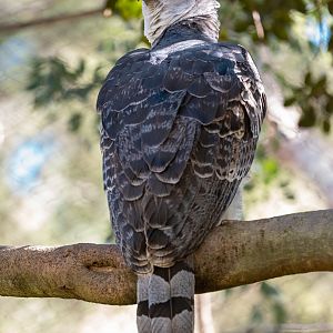 Harpy Eagle