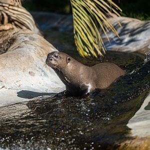 Giant Otter