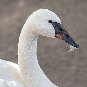 Trumpeter Swan