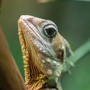 Boyd’a Forest Dragon