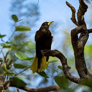 Crested Oropendola