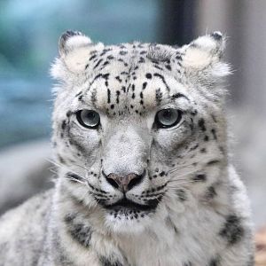 Maruyama Zoo Snow Leopard Sizim