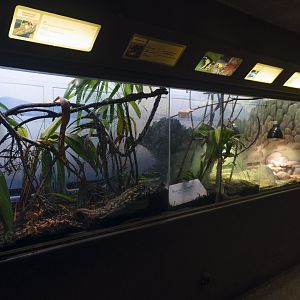 Jan. 2022 - Africa Loop - Reptiles of the Seronera - Four Exhibits