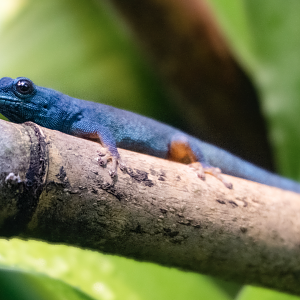 Jan. 2022 - Africa Loop - Reptiles of the Seronera - Turquoise Dwarf Gecko